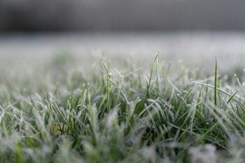 frost damage on lawns