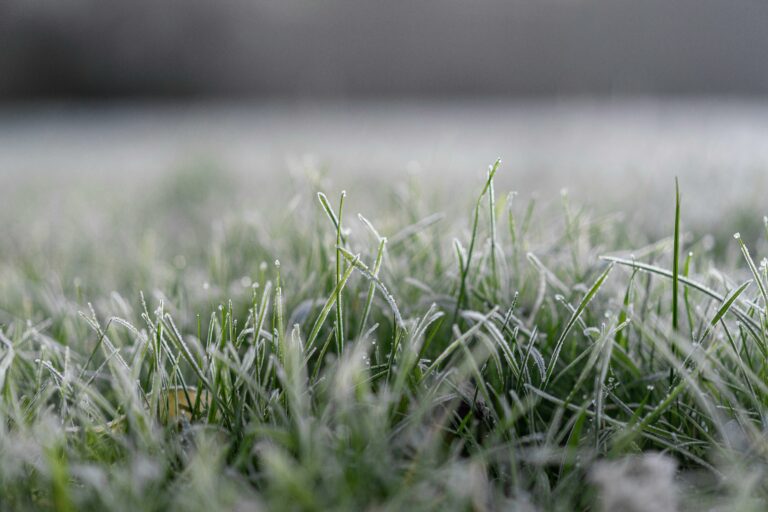 frost damage on lawns