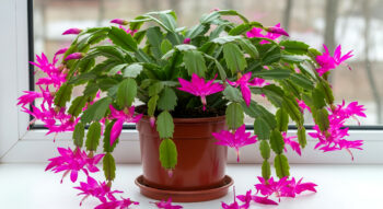 how long does christmas cacti live