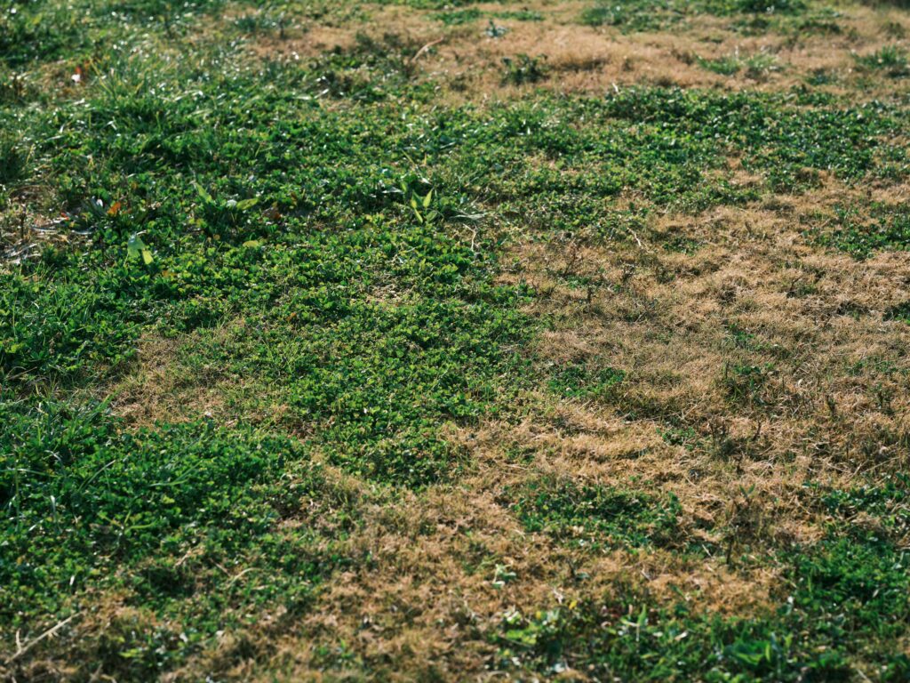 why do weeds keep coming back