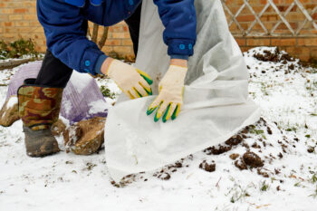 what plants need to be covered during a freeze
