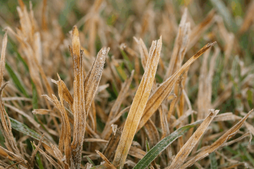 frost damage on grass