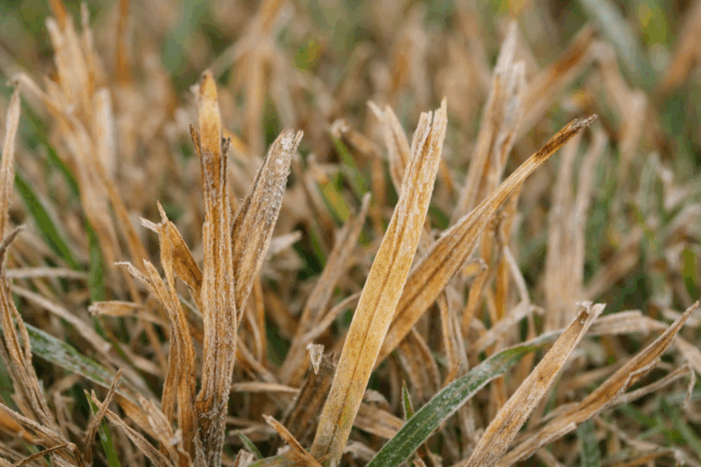 frost damage on grass