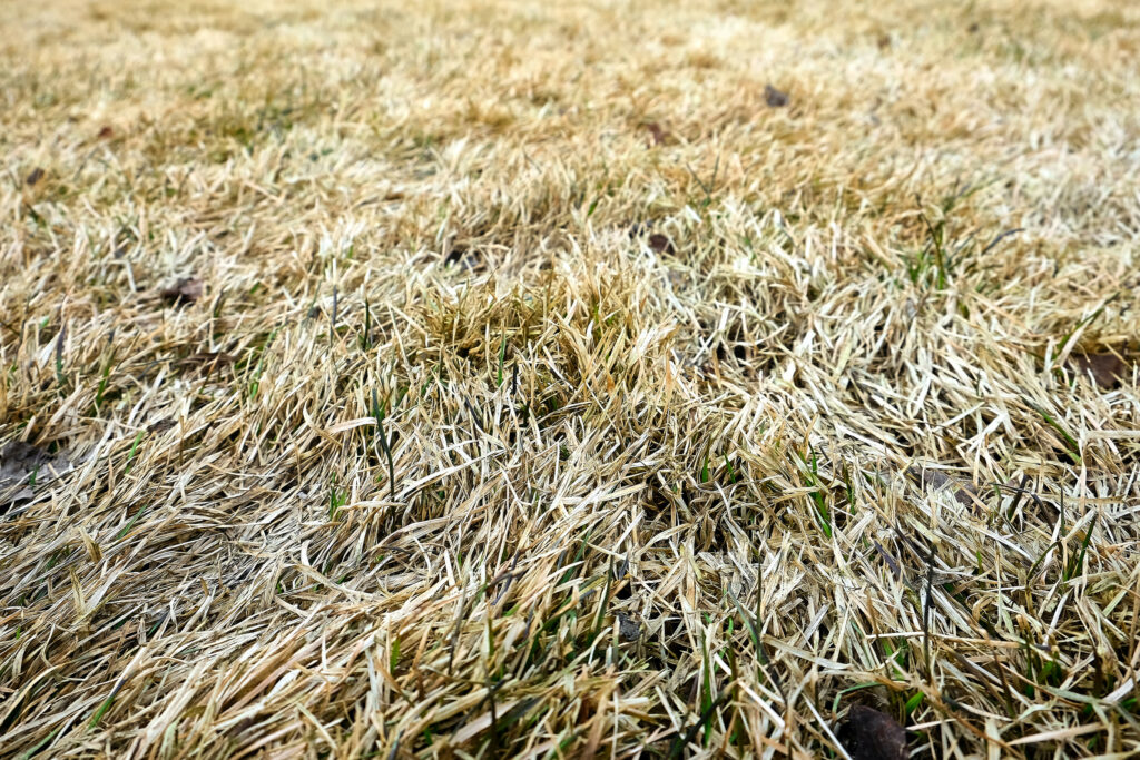 what does dormant grass look like