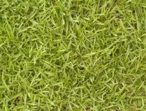 bermuda-grass-750x500-1.webp