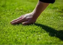 lawn-mowing-green-grass-service.webp