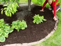 mulch-installation-DFW-metroplex-768x512-1.webp