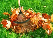 raked-leaves.webp