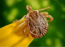 tick-flea-insect-bug-ryno-lawn-care-texas.webp
