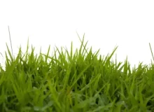 up-close-pic-of-grass-768x512-1.webp